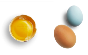 nutritious egg