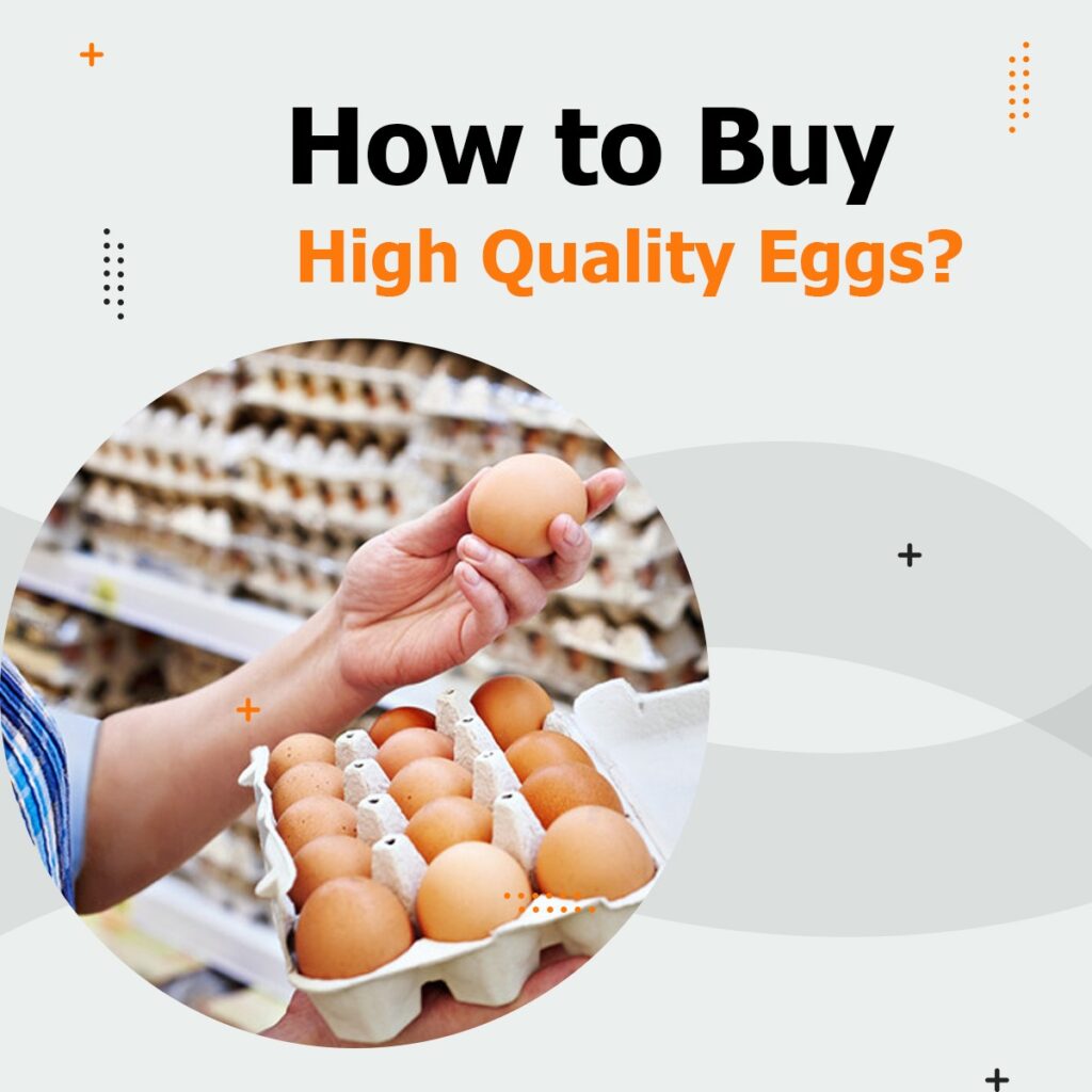 high quality eggs